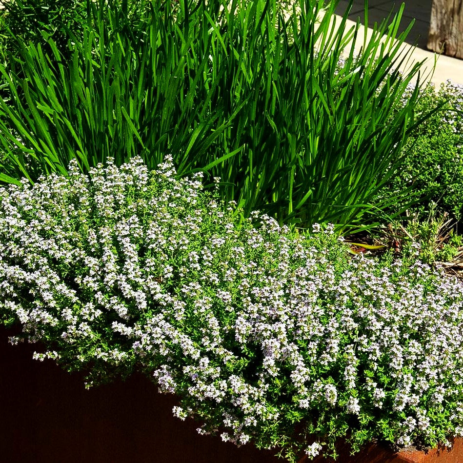 Duftender Thymian 'Duftkissen' (Thymus cherlerioides)