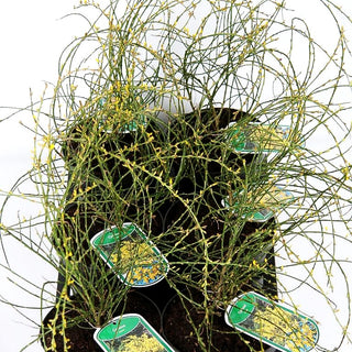Duftender Zwerg-Ginster (Cytisus x beanii)