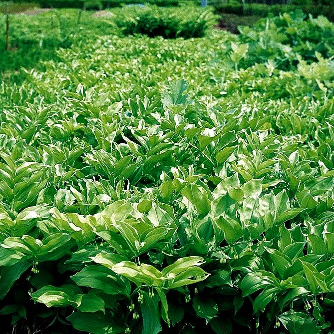 Duftendes Salomonssiegel (Polygonatum odoratum)
