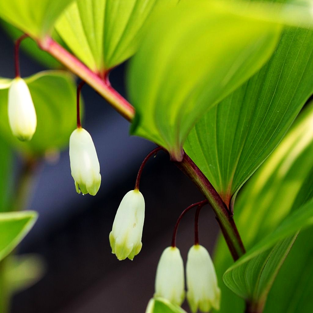 Duftendes Salomonssiegel (Polygonatum odororatum var.plur.'Variegatum)