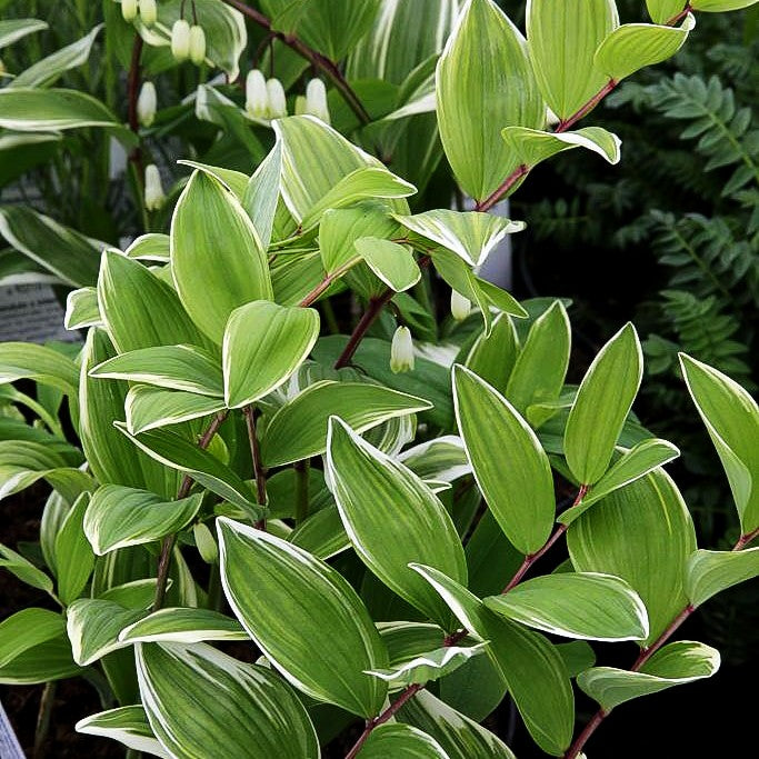 Duftendes Salomonssiegel (Polygonatum odororatum var.plur.'Variegatum)