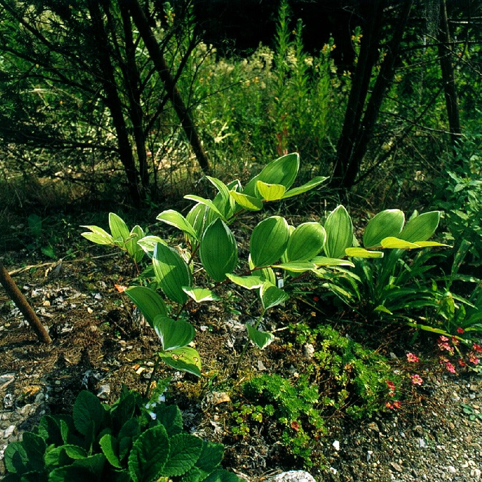 Duftendes Salomonssiegel (Polygonatum odororatum var.plur.'Variegatum)