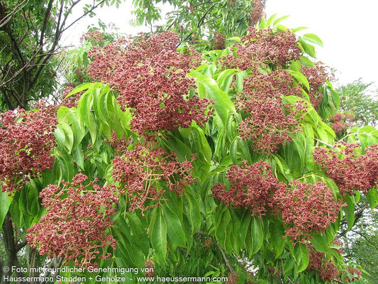 Duftesche (Euodia hupehensis)