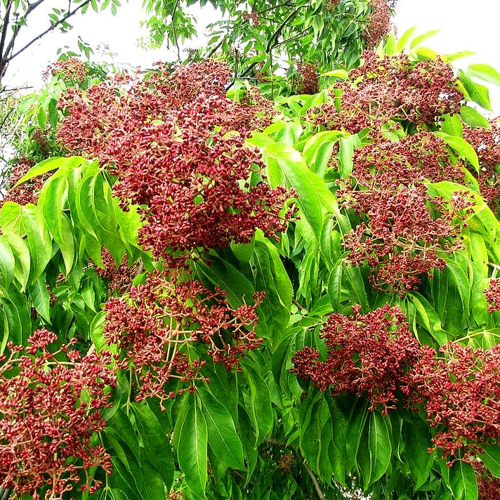 Duftesche (Euodia hupehensis)