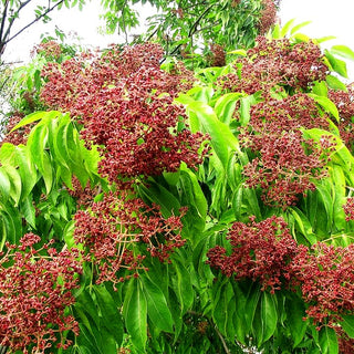 Duftesche (Euodia hupehensis)