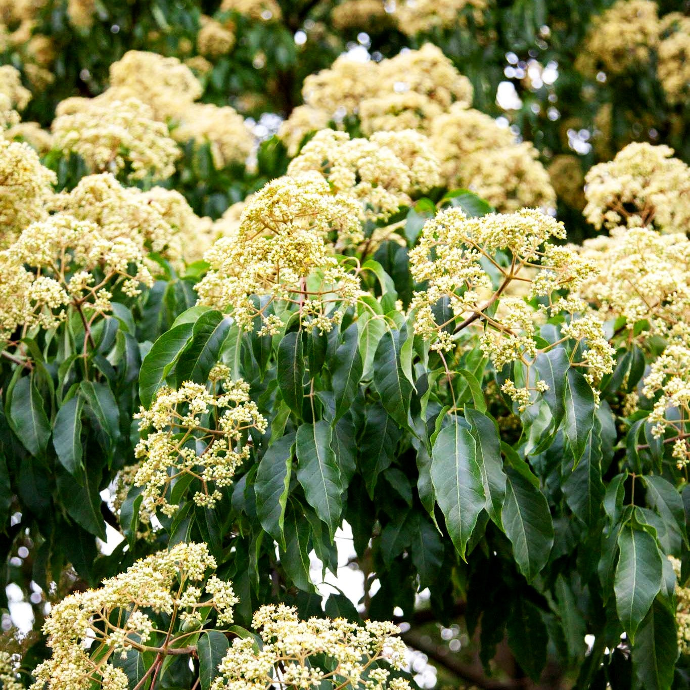 Duftesche (Euodia hupehensis)
