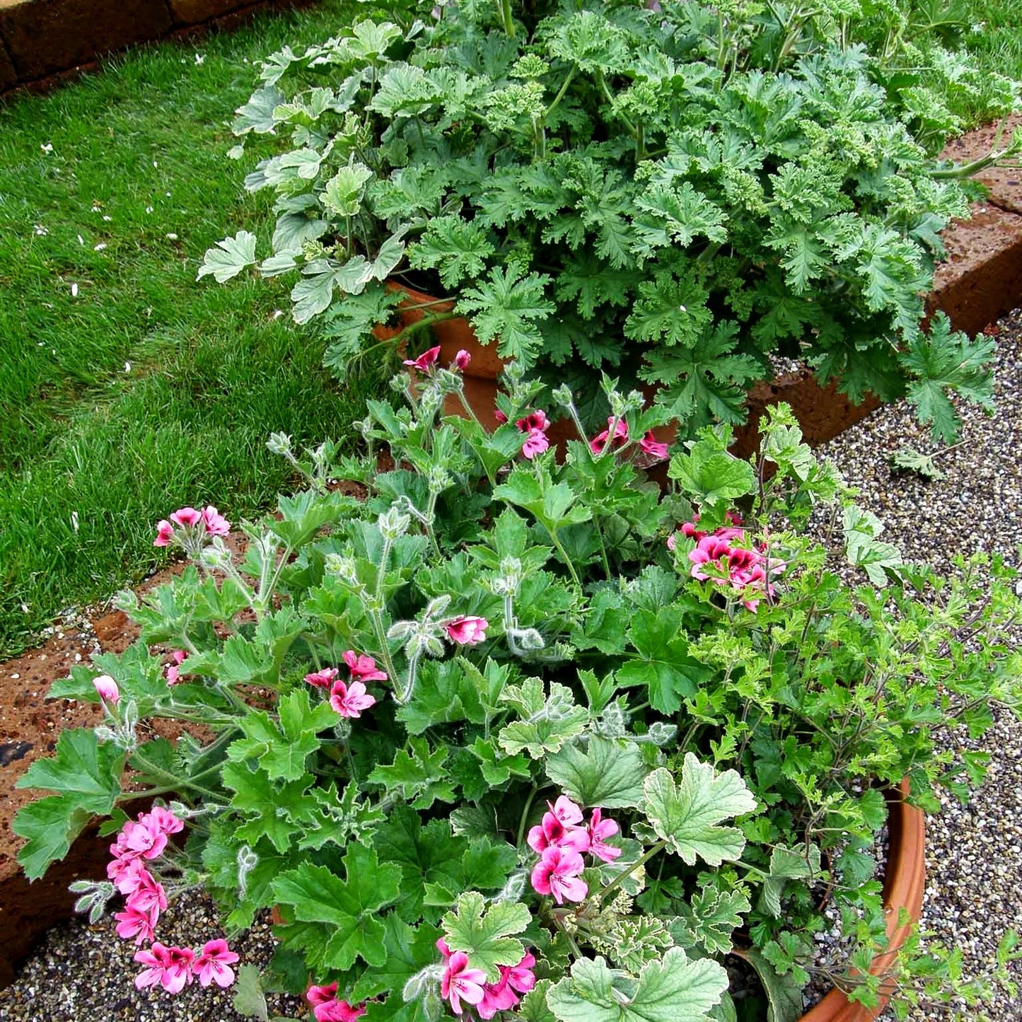 Duftgeranien i.S. (Pelargonium, Duftgeranien)