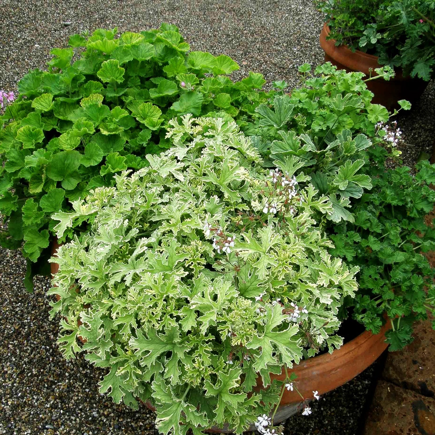 Duftgeranien i.S. (Pelargonium, Duftgeranien)