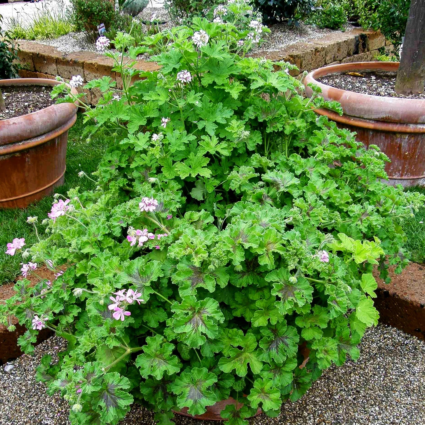 Duftgeranien i.S. (Pelargonium, Duftgeranien)
