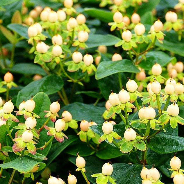 Duftloses Johanniskraut 'Magical Beauty' (Hypericum inodorum)