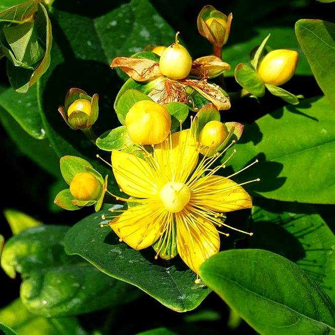 Duftloses Johanniskraut 'Magical Beauty' (Hypericum inodorum)