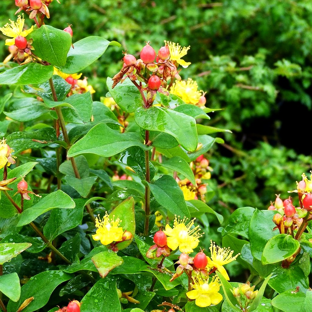 Duftloses Johanniskraut 'Magical Beauty' (Hypericum inodorum)