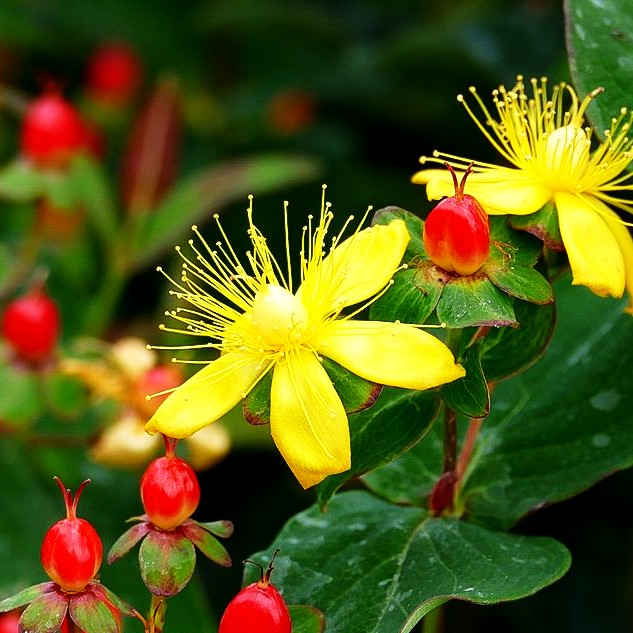 Duftloses Johanniskraut 'Magical Impression' (Hypericum inodorum)