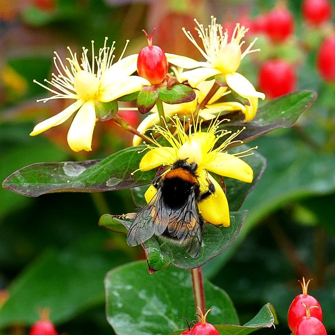 Duftloses Johanniskraut 'Magical Impression' (Hypericum inodorum)