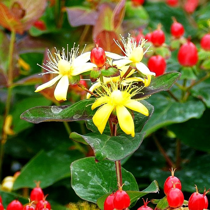 Duftloses Johanniskraut 'Magical Impression' (Hypericum inodorum)