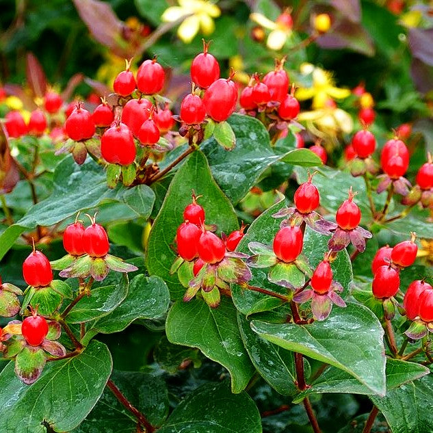 Duftloses Johanniskraut 'Magical Impression' (Hypericum inodorum)