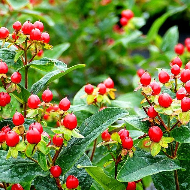 Duftloses Johanniskraut 'Magical Lightning' (Hypericum inodorum)