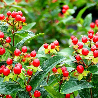 Duftloses Johanniskraut 'Magical Lightning' (Hypericum inodorum)