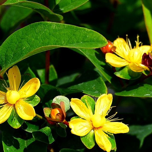 Duftloses Johanniskraut 'Magical Lightning' (Hypericum inodorum)