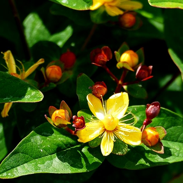 Duftloses Johanniskraut 'Magical Lightning' (Hypericum inodorum)