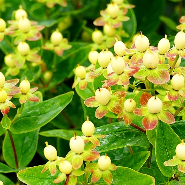 Duftloses Johanniskraut 'Magical Sunshine' (Hypericum inodorum)