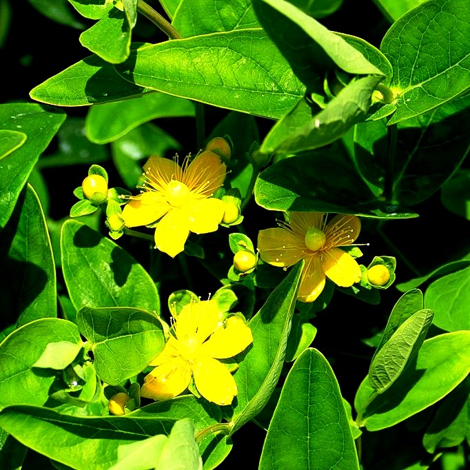 Duftloses Johanniskraut 'Magical Sunshine' (Hypericum inodorum)