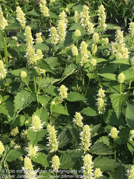 Duftnessel 'Alabaster' (Agastache rugosa)