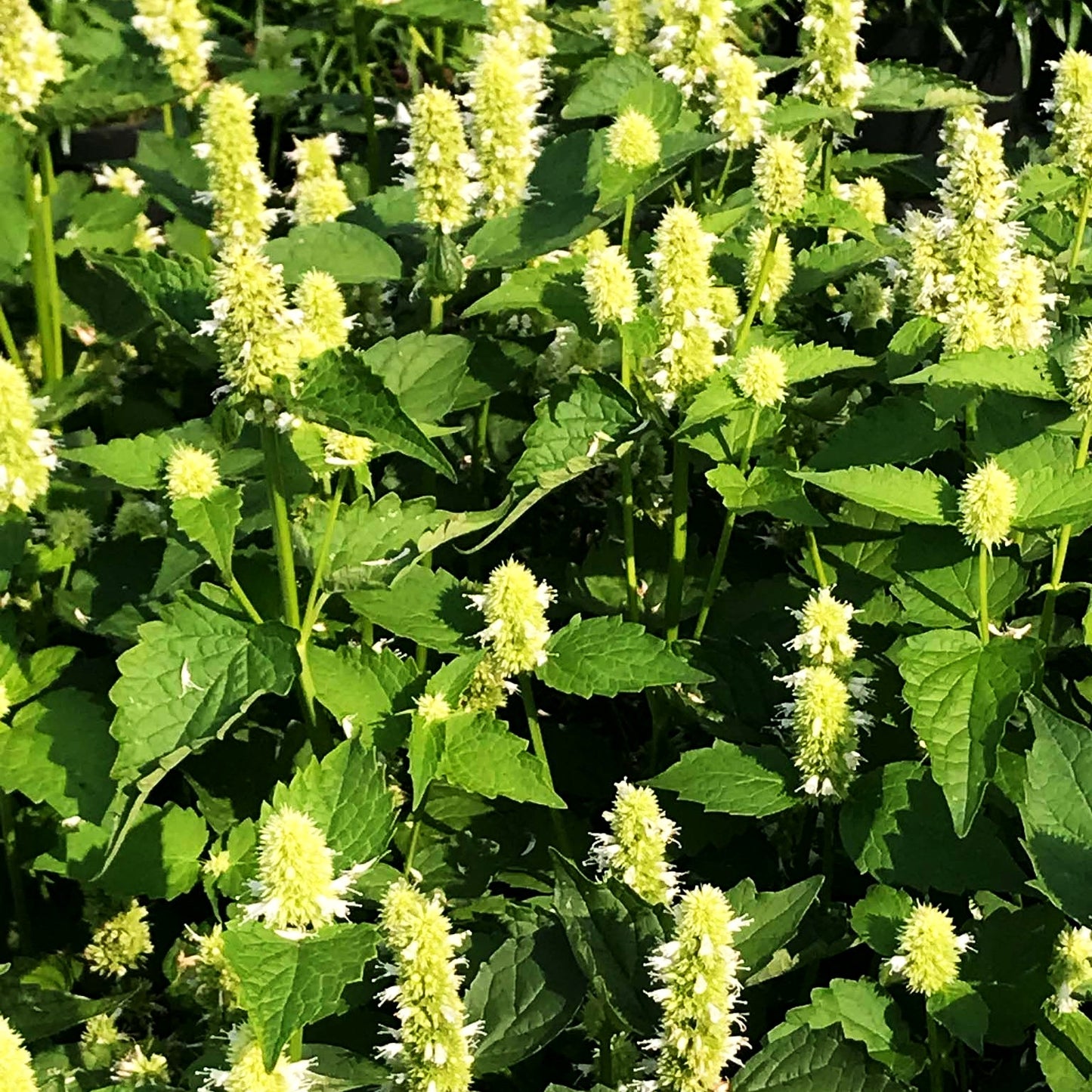 Duftnessel 'Alabaster' (Agastache rugosa)