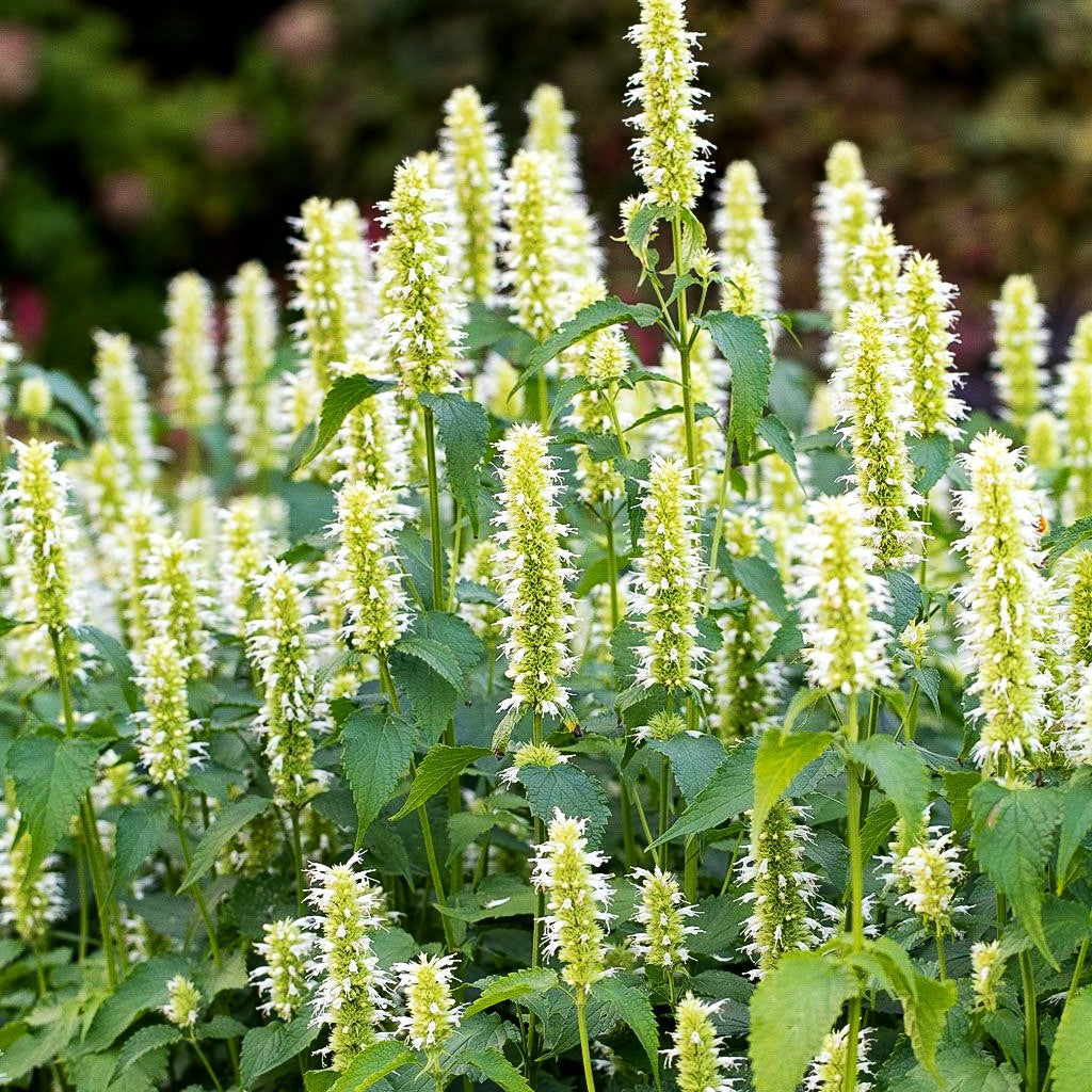 Duftnessel 'Alabaster' (Agastache rugosa)