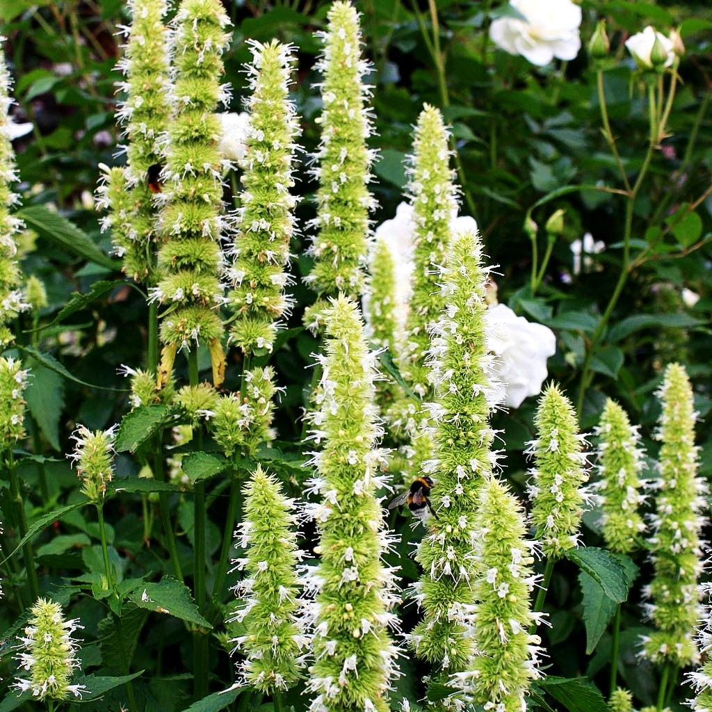 Duftnessel 'Alabaster' (Agastache rugosa)