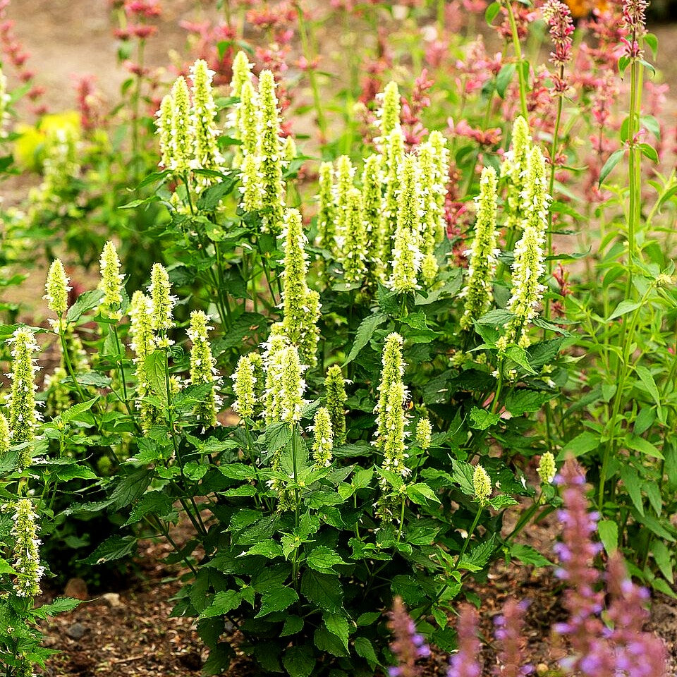 Duftnessel 'Alabaster' (Agastache rugosa)