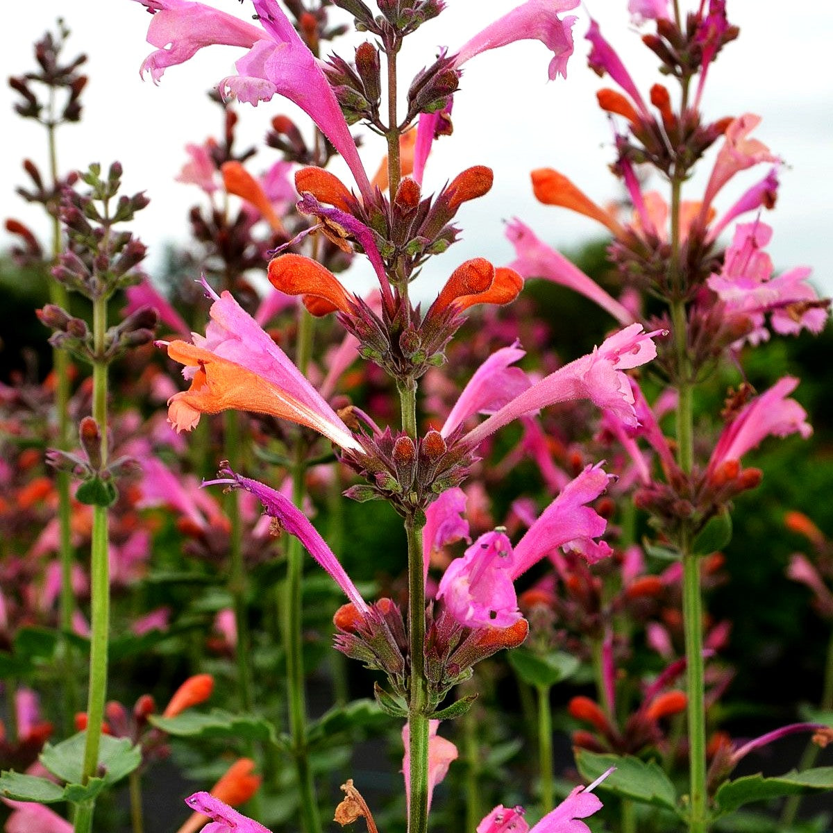 Duftnessel 'Ambrosia' (Agastache Kudos-Serie)