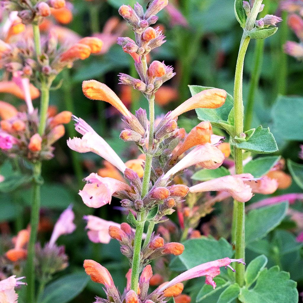 Duftnessel 'Ambrosia' (Agastache Kudos-Serie)