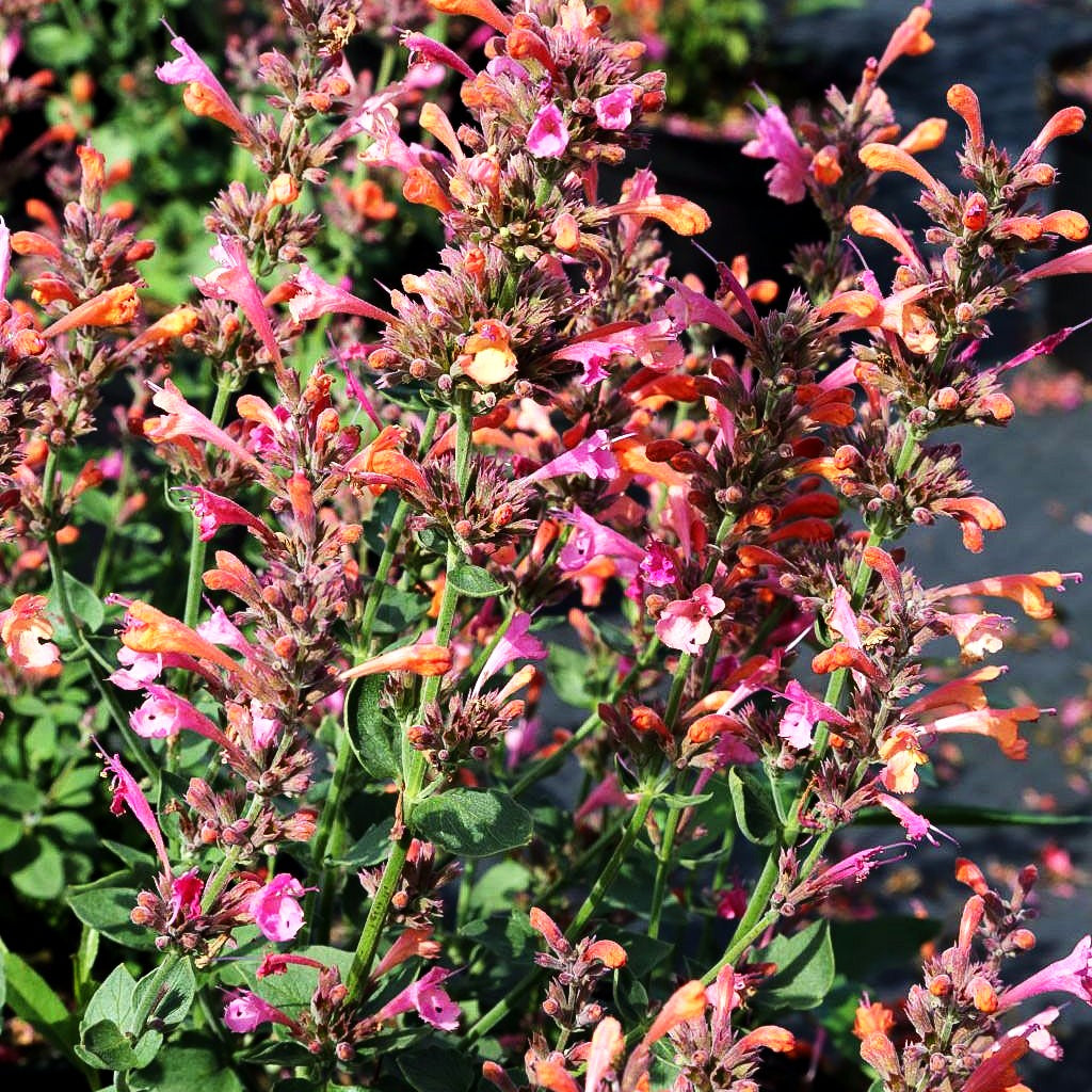 Duftnessel 'Ambrosia' (Agastache Kudos-Serie)