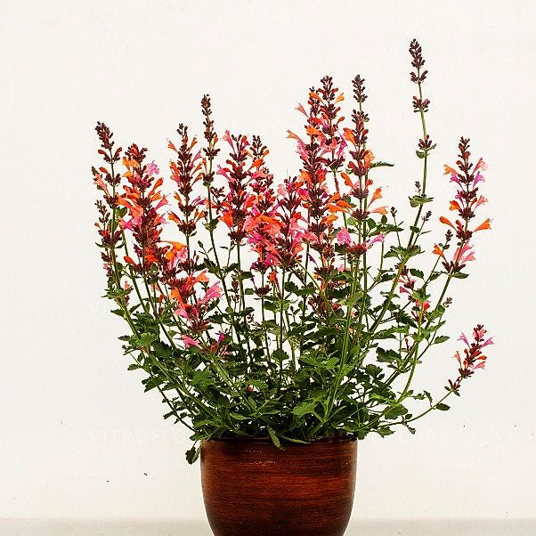 Duftnessel 'Ambrosia' (Agastache Kudos-Serie)