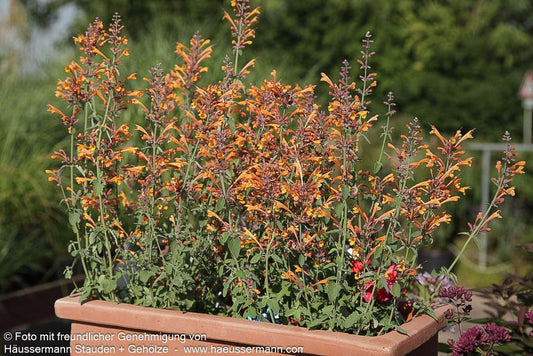 Duftnessel 'Apricot Sprite' (Agastache aurantiaca)