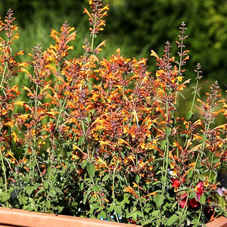Duftnessel 'Apricot Sprite' (Agastache aurantiaca)