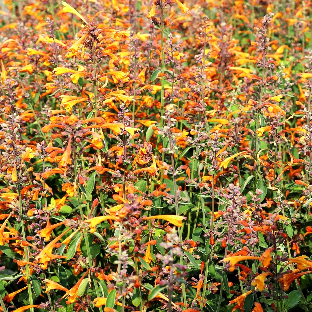 Duftnessel 'Apricot Sprite' (Agastache aurantiaca)