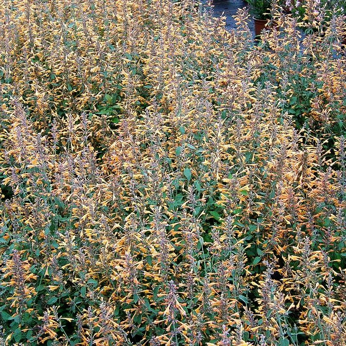 Duftnessel 'Apricot Sprite' (Agastache aurantiaca)