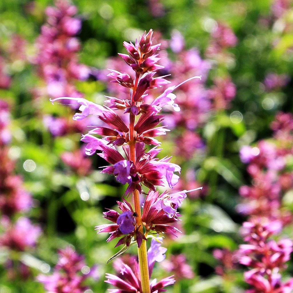 Duftnessel 'Ayala' (Agastache x cult.)