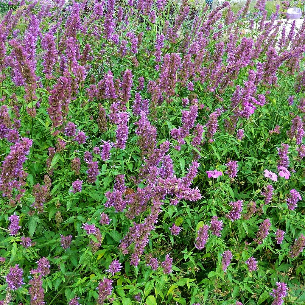 Duftnessel 'Ayala' (Agastache x cult.)
