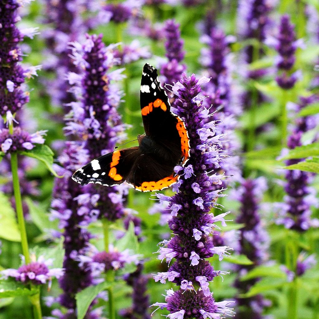 Duftnessel 'Black Adder' (Agastache rugosa)