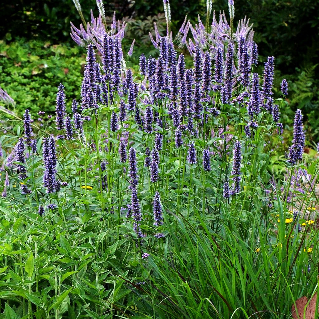 Duftnessel 'Black Adder' (Agastache rugosa)