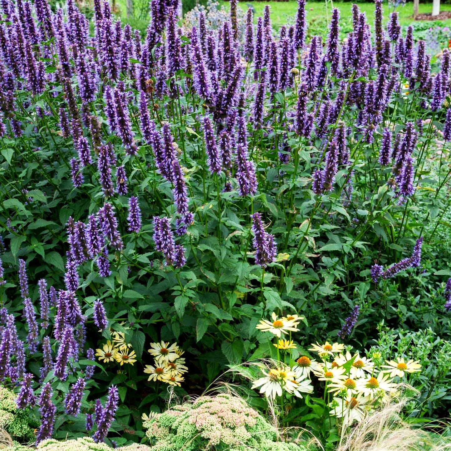 Duftnessel 'Black Adder' (Agastache rugosa)