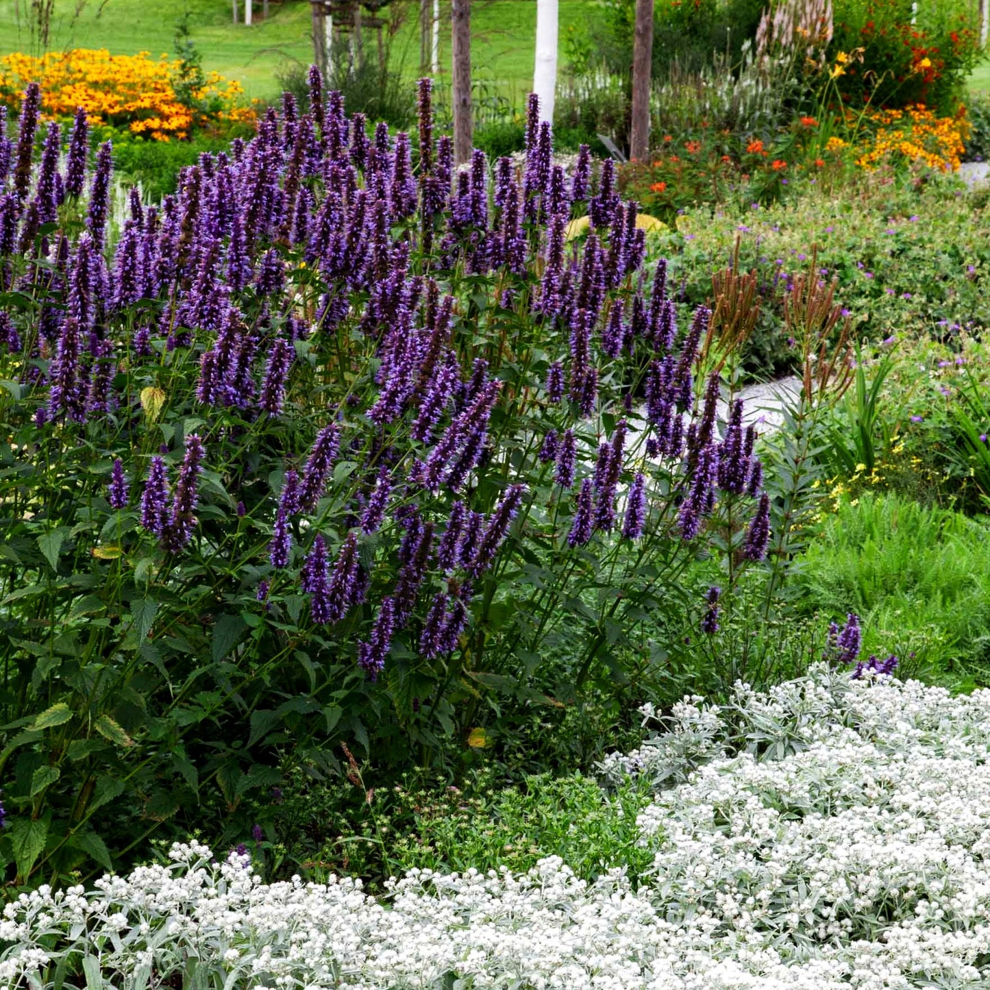 Duftnessel 'Black Adder' (Agastache rugosa)