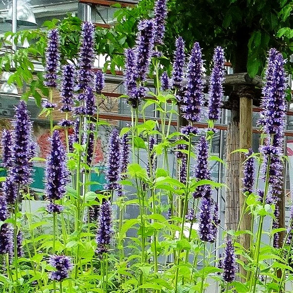 Duftnessel 'Black Adder' (Agastache rugosa)
