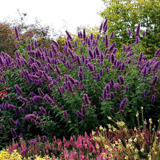 Duftnessel 'Blue Boa' (Agastache rugosa)