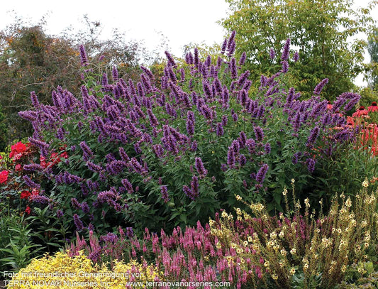 Duftnessel 'Blue Boa' (Agastache rugosa)