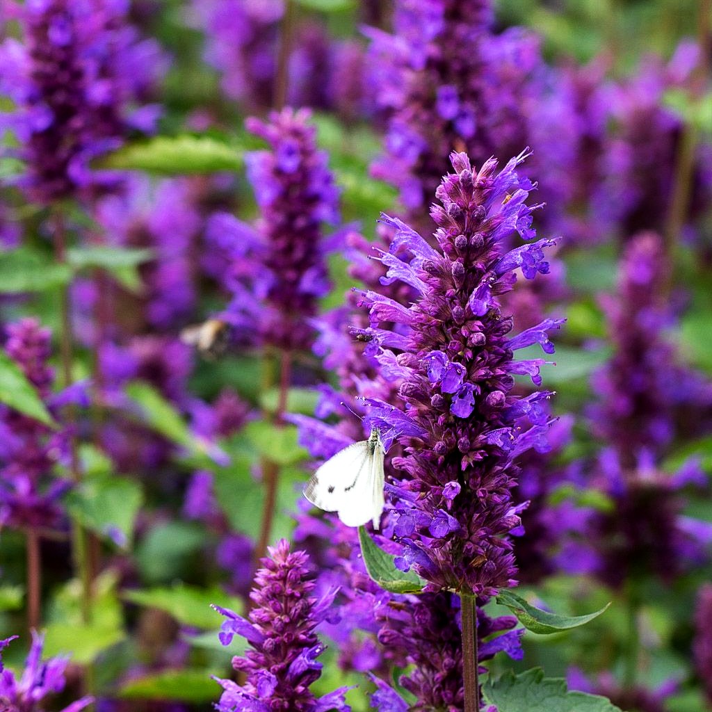 Duftnessel 'Blue Boa' (Agastache rugosa)