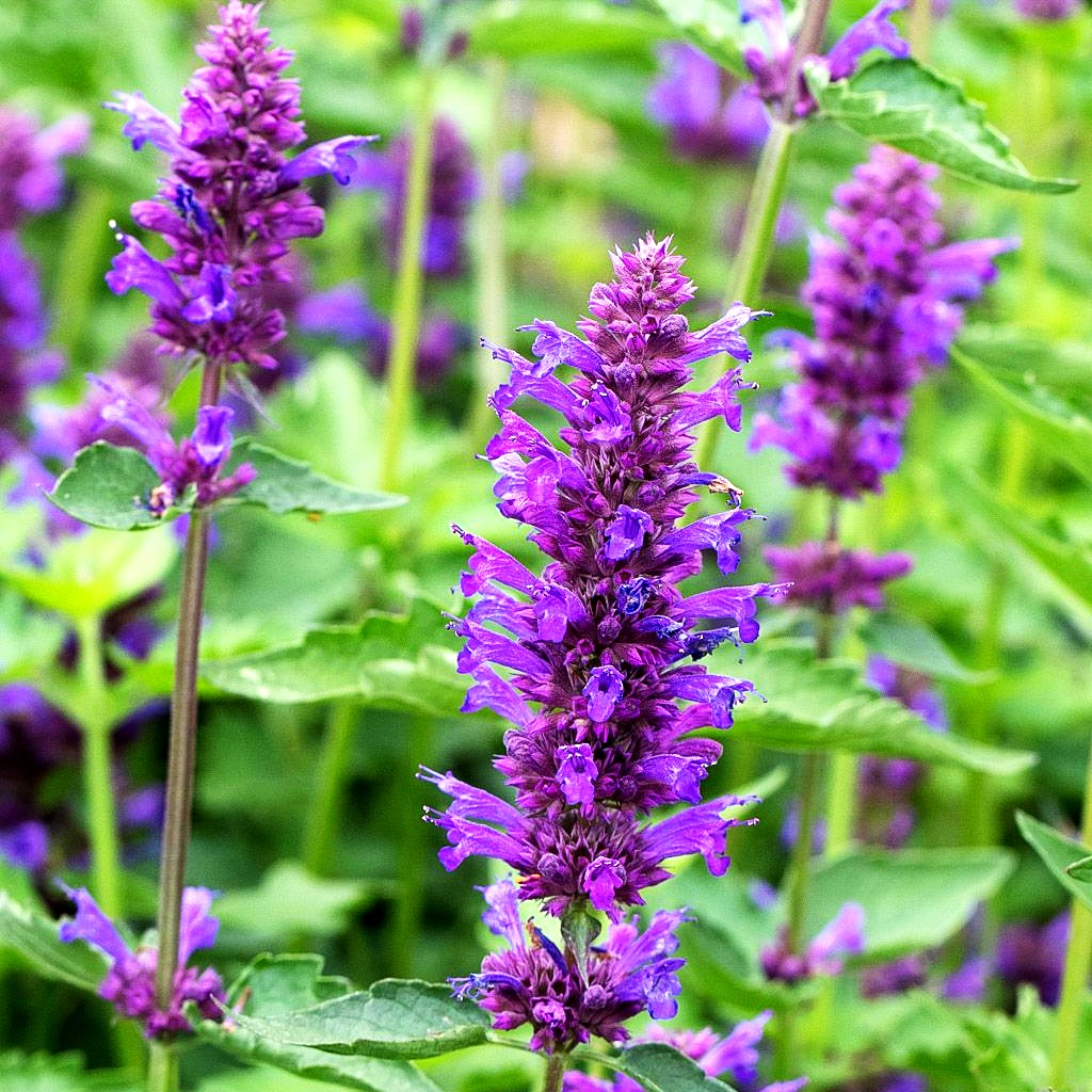 Duftnessel 'Blue Boa' (Agastache rugosa)